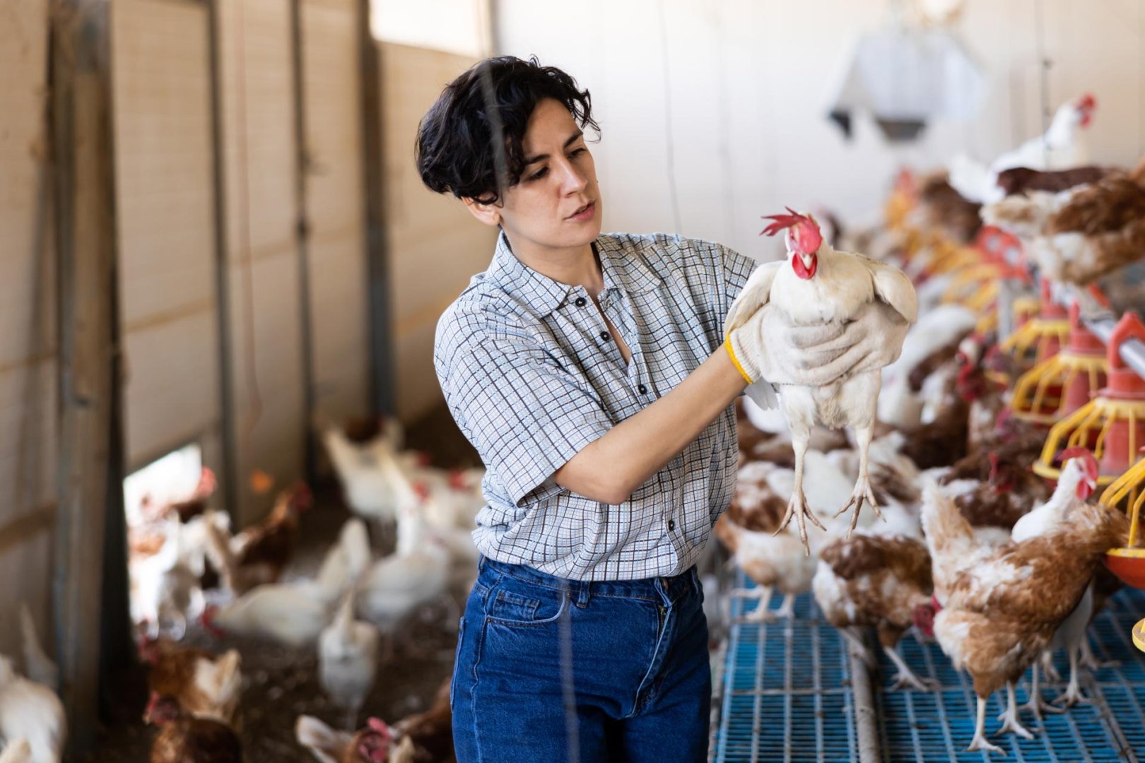 ブロイラー飼育